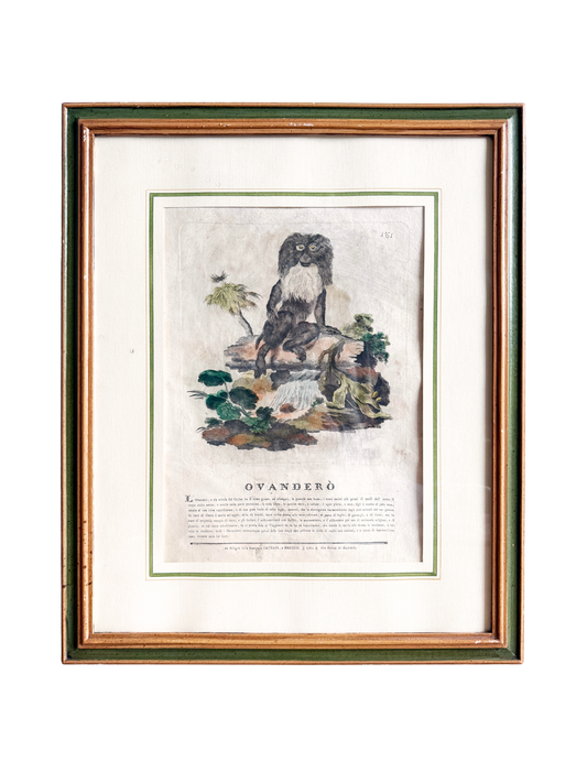 18th-century Spanish exotic engraving monkey