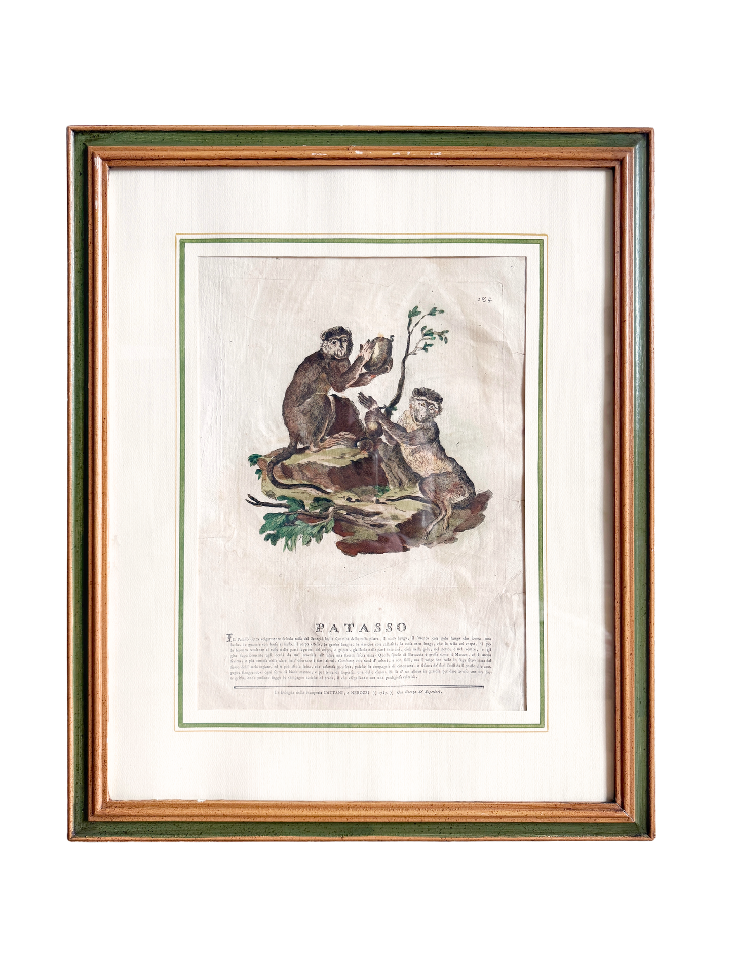 18th-century Spanish exotic engraving monkey