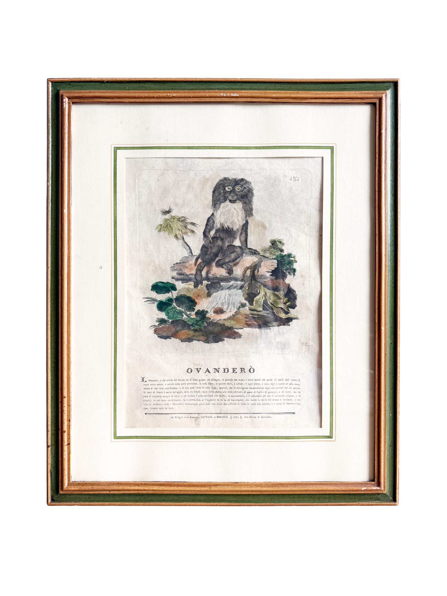 18th-century Spanish exotic engraving monkey