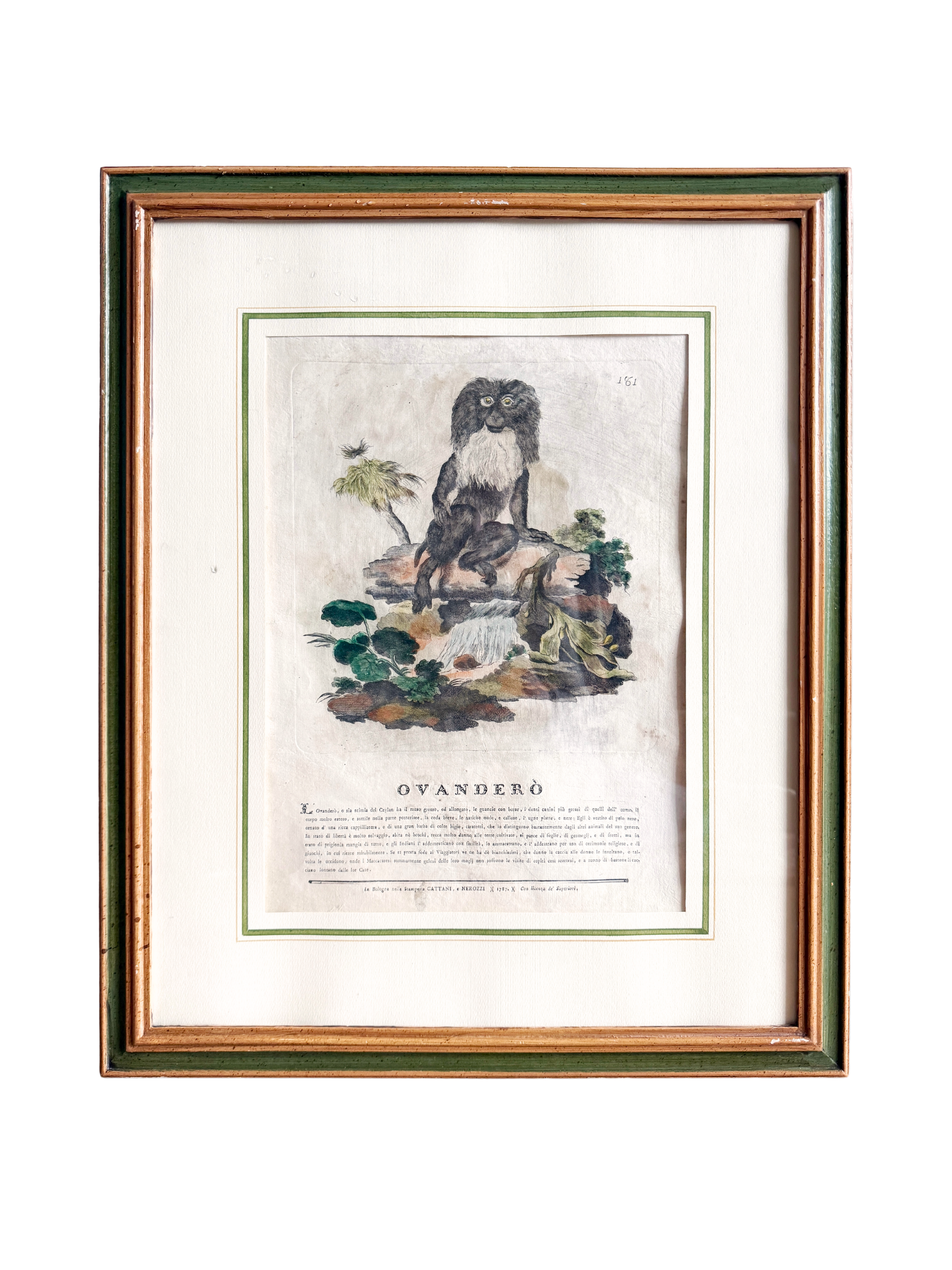 18th-century Spanish exotic engraving monkey