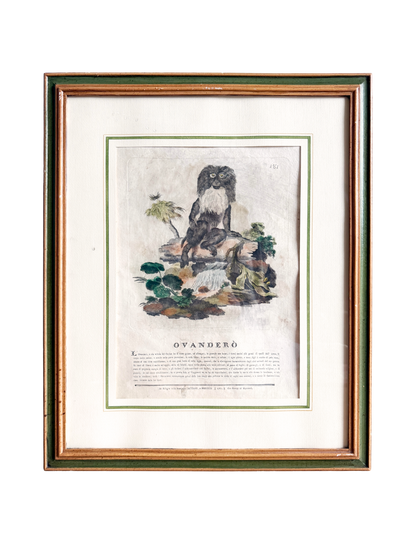 18th-century Spanish exotic engraving monkey