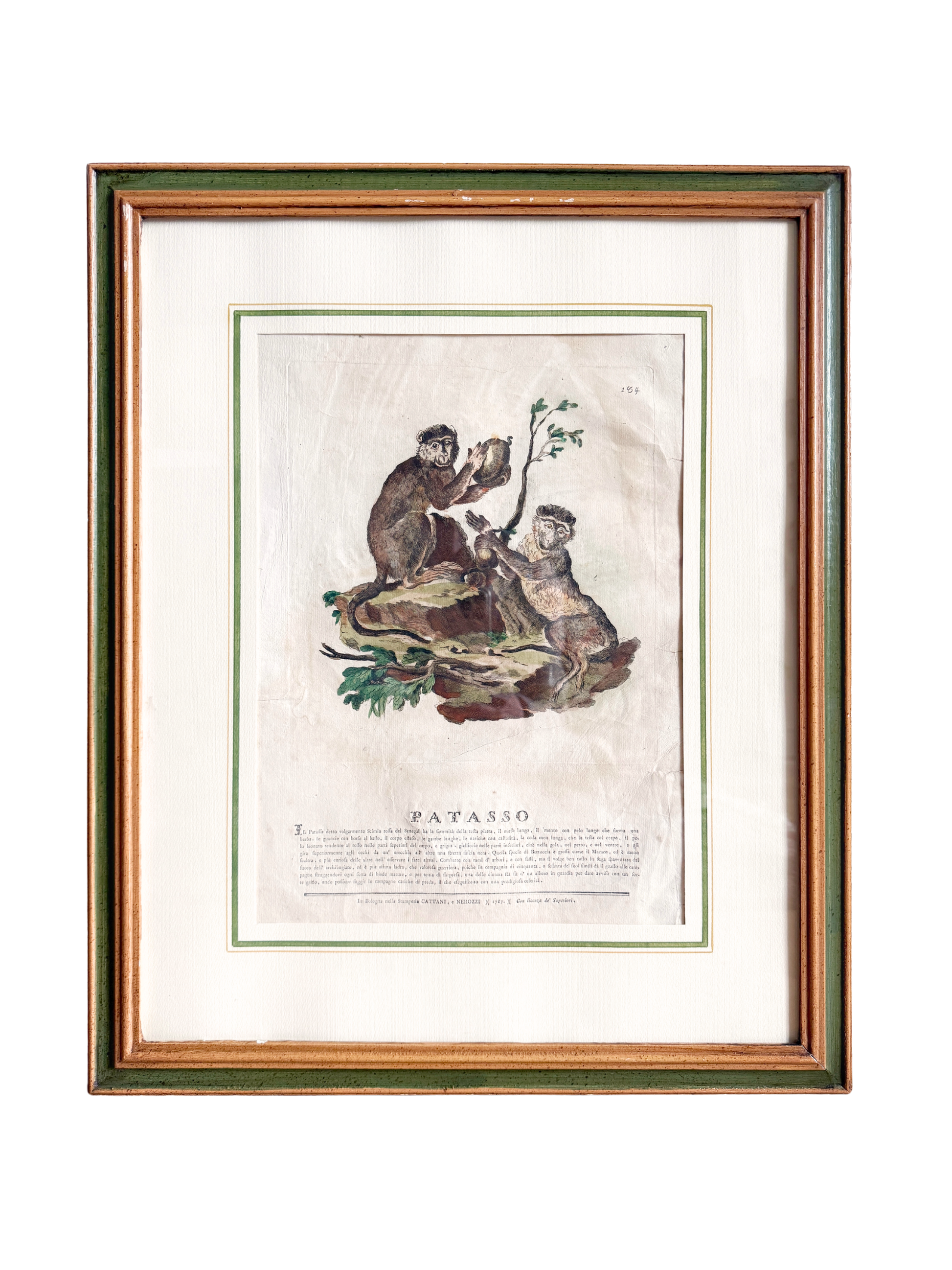 18th-century Spanish exotic engraving monkey