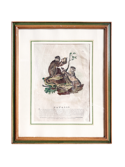 18th-century Spanish exotic engraving monkey